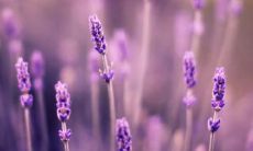 从爱情到亲情:当爱意转化为亲情的那一刻