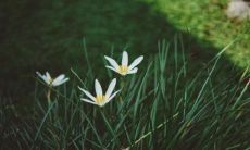 用最甜美、最暖心的短句情话抓住男人的心:一份教你如何表达真爱的完美清单