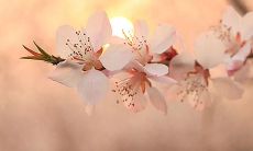 展现亲情之美的温馨句子,温暖人心、打动心灵!