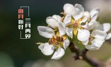 四月时节美丽简短的语句:点缀你的春日生活