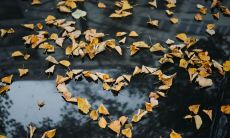 从不敢表白的暗恋之情:诗人描绘深思熟虑后的情感表达