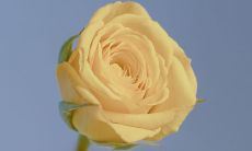 一些深刻的人生体悟和颇具见解的关于人生的话语