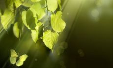 绚烂季节渐行，悠扬唯美句子中的感悟与想象