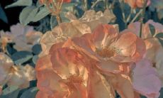 一份来自内心深处的浪漫情话:适用于表白和温馨表达的精选短语