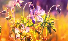 一系列表达亲情与爱的精妙名言句子,让你更深刻领悟这份珍贵情感的力量!