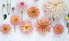 呈现春天美丽景象的古诗句汇总