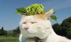 探讨猫咪的特点和行为习惯,让你更加了解这一与人类紧密联系的小动物的文章