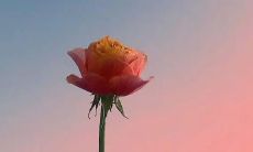 当自己身染重病,深陷高烧之中,如何掌握发朋友圈的讲究?