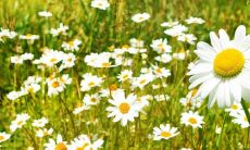 揭示人类情感丰富性的杰作——《诗经》中深刻刻画亲情的语句