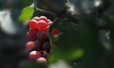 如何选择能带给自己幸福、快乐和满足感的心灵疗愈语句?