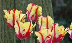 A Motivational Slogan in English for the Junior High School Entrance Exam