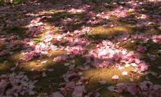 在社交媒体上分享伤感情句的朋友圈行为越来越普遍化