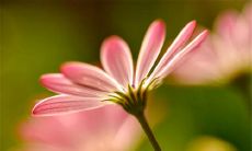 一些描写亲情母爱的感人句子,让我们深切感受到家庭之间深情厚爱的美好色彩!