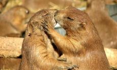 如何用优美的句子表达恩爱,避免沉闷和腻烦的情话?