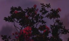 记录着无数刻骨铭心的瞬间──揭秘抖音平台最受欢迎的令人心酸的经典语句