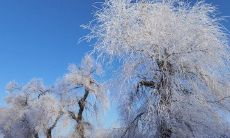 分享雾凇美景的独特体验——朋友圈配图文案的一句话美文