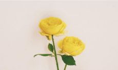 销售小组的队名与口号:彰显团队精神和个性,助力稳定业绩的取得