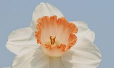 一份包含丰富多彩动物对联的完整列表，适合用于庆祝和讨论各种庆祝活动与场合