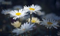 心情不错,来分享一下我所体悟的人生经典哲理和生活感悟!