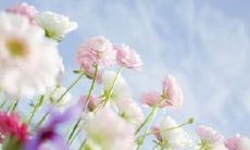 玩赏大自然中的艳丽花朵：一些充满美感的用语赞美鲜花