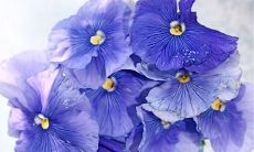 处于情绪低谷的人常常感到焦虑、心烦意乱和情感失控