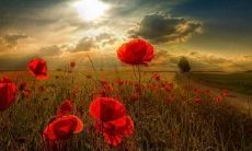 在生活中探寻唯美句子的美妙之处