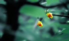 让自然顺其自然,从心灵深处释放洒脱情怀