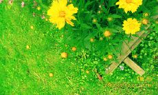 周五与客户互动,发出问候短信,提高关系和销售额度