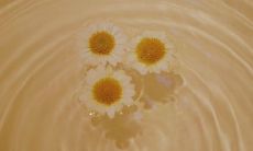 必须清楚的婚姻现实：揭秘婚姻中令人揪心的超现实句子，考验未婚人士智慧和勇气！