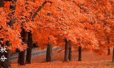 秋分的那些说说,分享朋友圈集锦,感受秋风落叶,诉说心情点滴