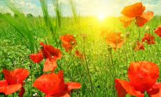 想要开心？看看这些搞笑句子，它们不仅毫不费力地押韵，还能让你哈哈大笑！