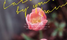 怎样写出一篇适合在朋友圈发表的、短小精悍、充满热爱生活的句子文案？