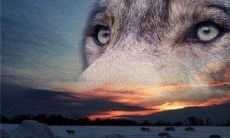 士兵们的狼性口号 - 带有强劲押韵的霸气口号，巍然鹤立于部队之中