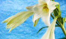 致上级领导的关怀问候短信，表现充分的尊重和重视