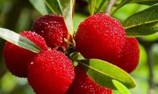 一份水果上市广告语完整清单，让你的选择更加多样化