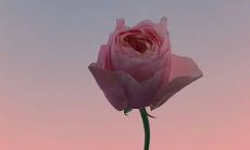 一份感人至深的情书:令人动容的告白句子大全