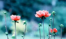 21句温暖心情短语,用来告别三月迎接四月:感受春天渐暖,送走寒冬冰凉,迎来四月阳光明媚!