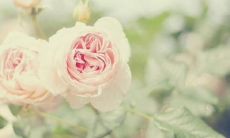 一些反映亲情温馨和孝道精神的句子: 让我们一起探讨亲情温暖和孝道精神的一些表现方式、行动和言语!