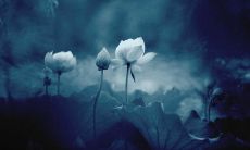 一份包含丰富佛教经典及精华的禅语汇编:完备的佛陀道场禅修指南,超越时空的智慧宝库——佛家经典禅语大全