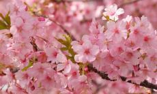 三月来临，走过春天芬芳的句子，感受生命的盎然生机！