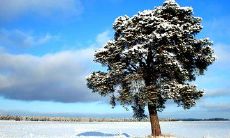 迎接立夏的最佳方式是发送问候短信,让我们来一同祝福这个象征着夏天开始的重要日子吧!