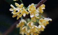 如何在朋友圈中分享桂花香气的诗意句子？