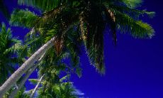 一份如花般绚烂的早安问候短信，送给我最好的闺蜜！