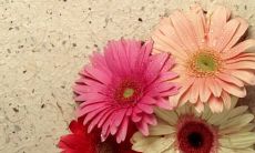 优美唯美的句子分享:让我们在立夏之际一同感受心灵的荡漾之美!