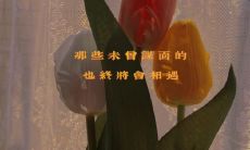 可爱又甜美的文案之选:适合放在朋友圈的妙语!