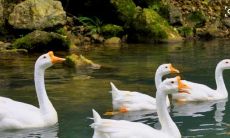 一些关于鹅的词语和句子，包括与鹅有关的习语，习俗和文化，以及对这种美丽鸟类的描述和品味