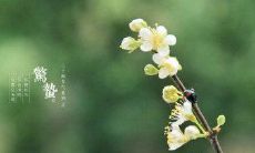 八个字表达惊蛰节气之美：诗句篇章