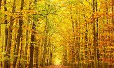 秋日问候短信:用简洁文字传递温暖的祝福