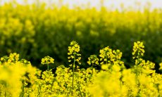 观油菜花盛放之景，引人入胜，陶冶心灵的优美句子集锦