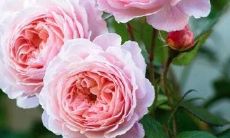 如何在与客户交流时保持恰当的短信问候规范？